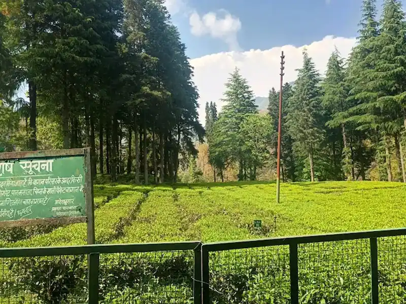 Tea Garden